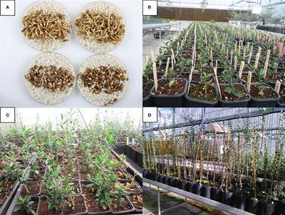 Efficiency of breeding olives for resistance to Verticillium wilt